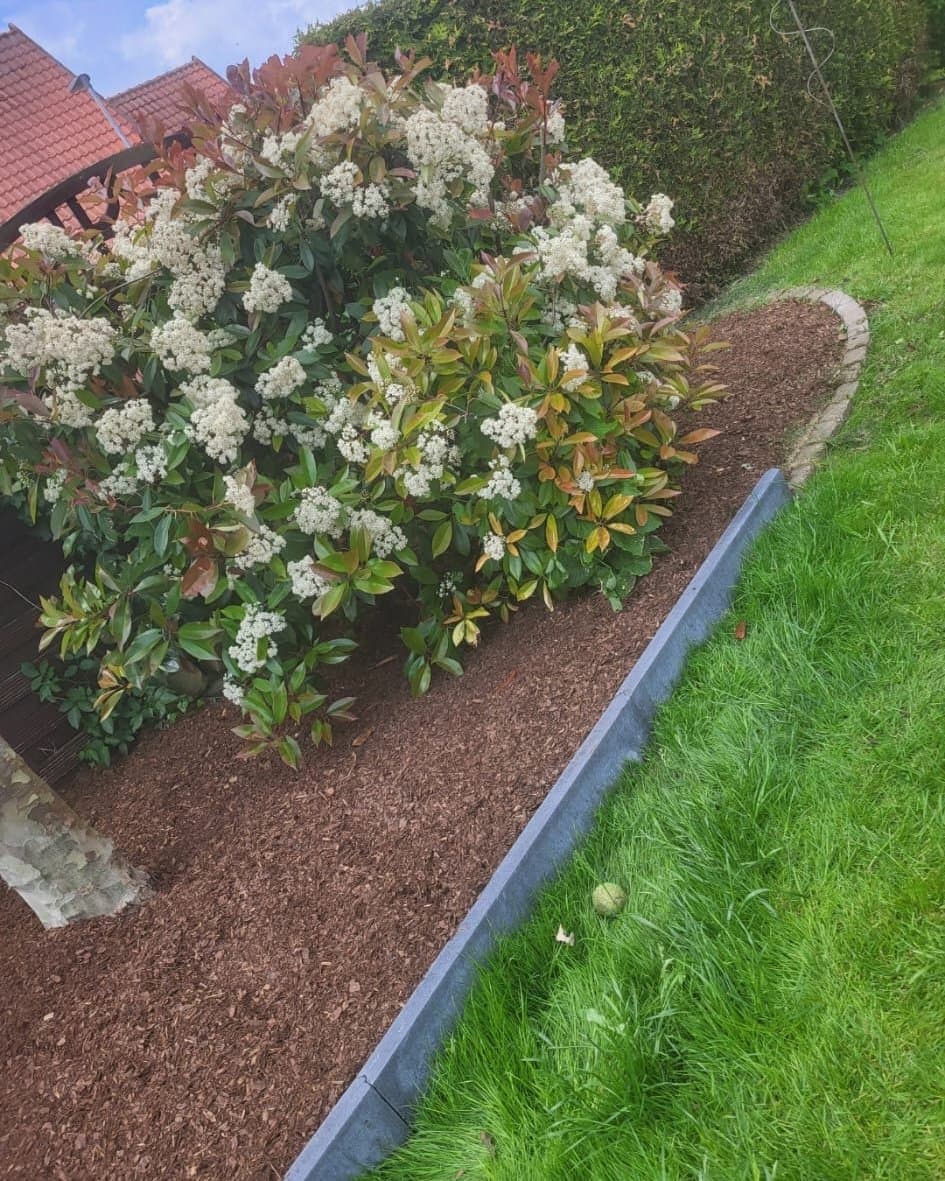 Beet mit weiß blühenden Glanzmispeln auf frischem Rindenmulch, durch eine Metallkante vom Rasen abgesetzt